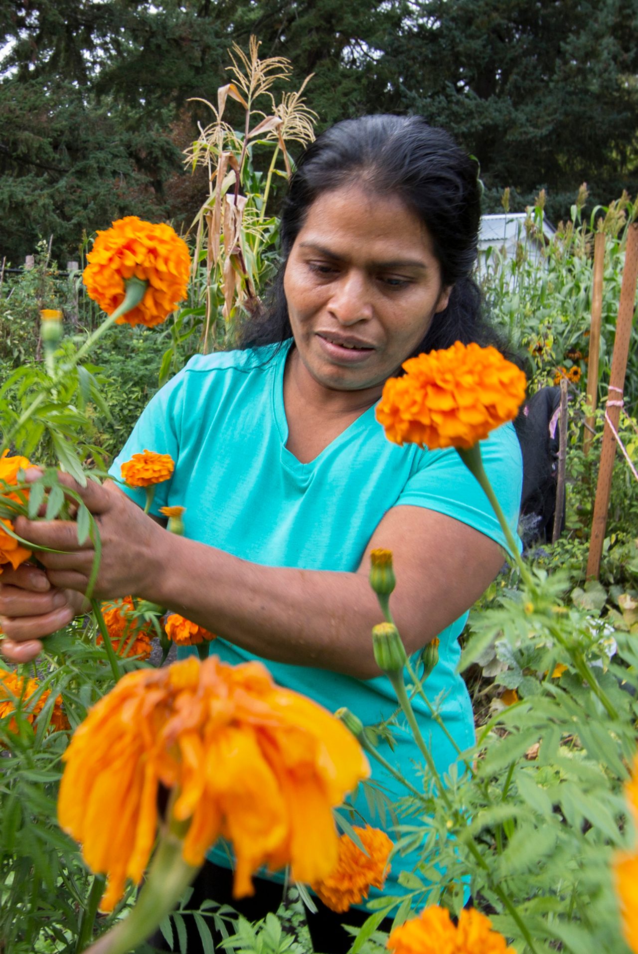 A volunteer working in a public community garden reaches with her hands to harvest bright and colorful blooming flowers