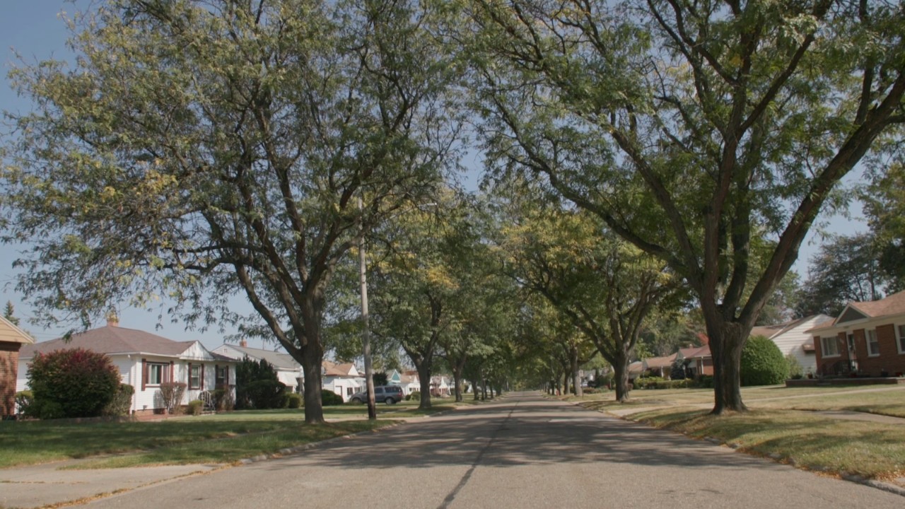 A tree-lined street in a suburban neighborhood.F
